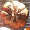 Pumpkin Sourdough